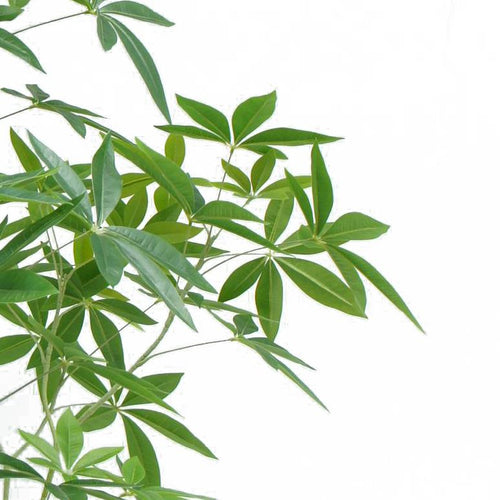 Artificial Money Tree – 150cm