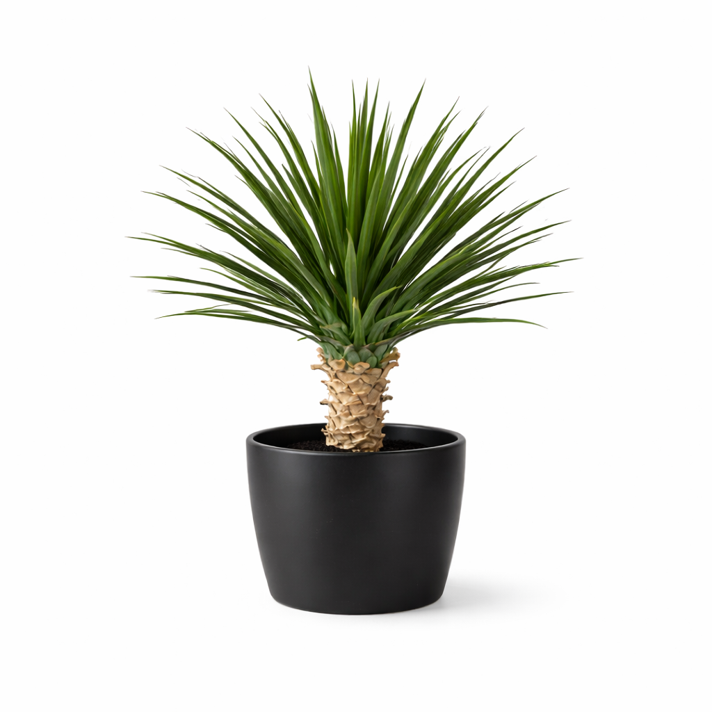 Faux Dracaena Plant - 75cm