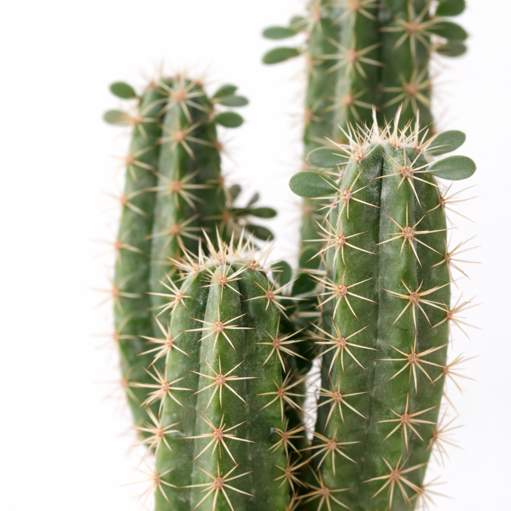 Faux Cactus in Black Pot - 75cm