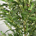 Artificial Olive Tree – 165cm